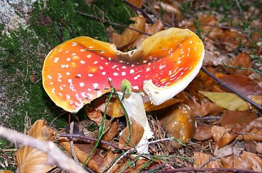 #grzyb #grzyby #muchomor #muchomory