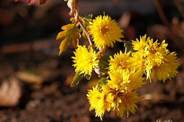 ostatki z ogródka ... :)) #ogród #jesień #kwiaty #chryzantemy