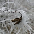 Ta piękniejsza strona Zimy :)