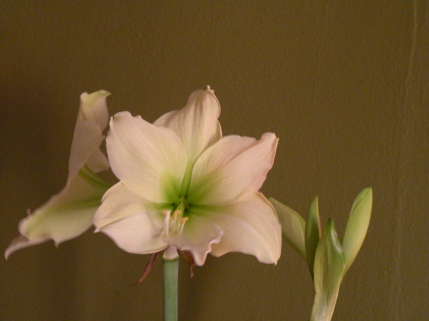 Hippeastrum 'Lemon Lime'