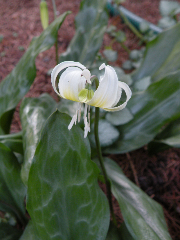 Erythronium 'White Beauty'