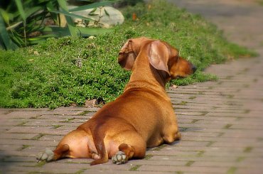 Fiona #zwierzaki #pupile #jamniki #psy #pieski