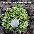 Tsuga canadensis 'Abbots Pygmy'