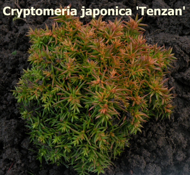 Cryptomeria japonica 'Tenzan'