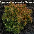 Cryptomeria japonica 'Tenzan'