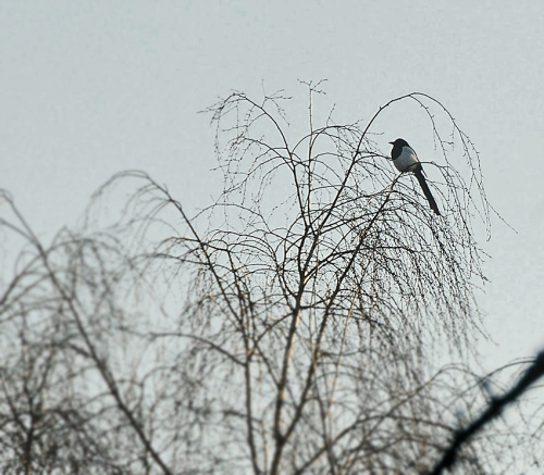 byl piekny ,ale przysiadl przed moim oknem tylko na chwilke :( jaki to ptak nie mam pojecia:( #ptaki #ogrody