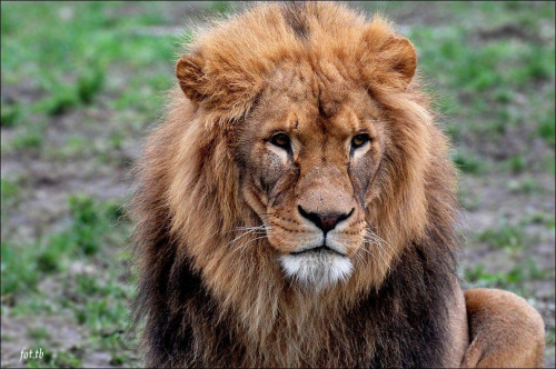 Lwia rodzina...Król Lew jakiś smutny...