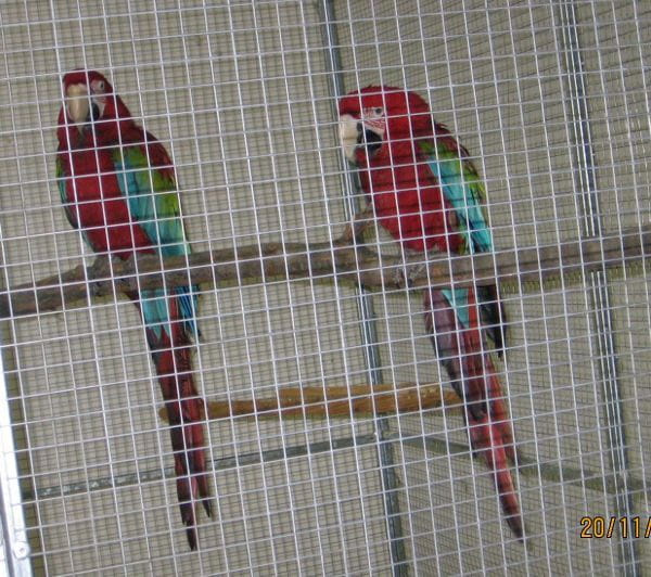 Ara zielonoskrzydła /Arakang/. #papugi