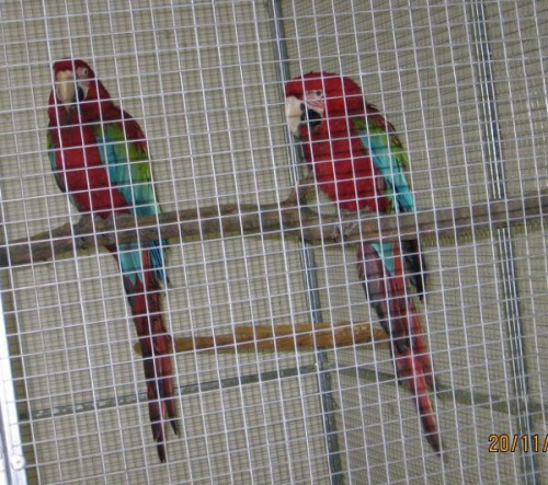 Ara zielonoskrzydła /Arakang/. #papugi