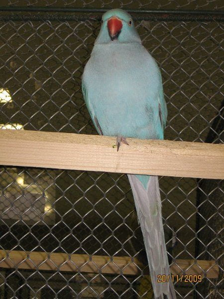 Aleksandretta niebieska. #papuga
