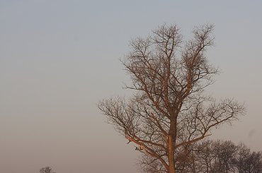 #drzewo #łąki #marzec #mgła #ranek