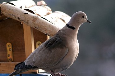 moje cukrówki ... #ptaki #gołębie #sierpówki #cukrówki #NaBalkonie #przedwiośnie