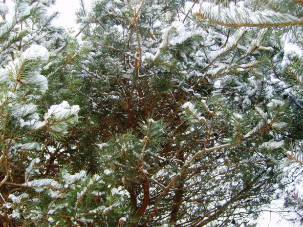 Drzewa w śniegu.