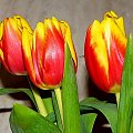 Imieninowe tulipany Agnieszce, od Tomka. #kwiaty