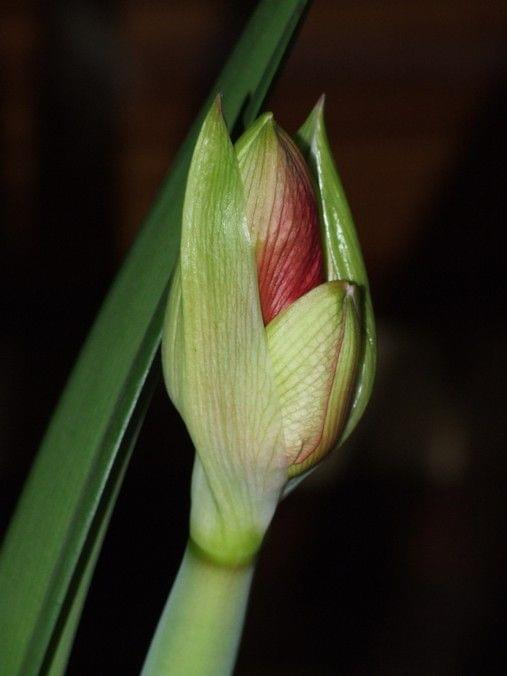 odmiana 'Cherry Nymph' - 20 grudnia 2009 #amarylis #Hippeastrum #hydroponika #CherryNymph