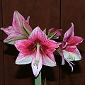 odmiana 'Tosca' - 21 grudnia 2009 #amarylis #Hippeastrum #hydroponika #Tosca