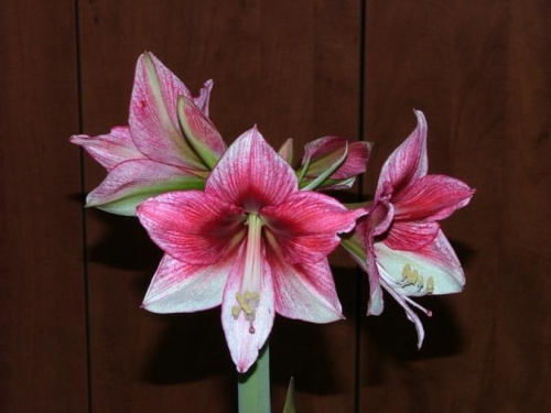 odmiana 'Tosca' - 21 grudnia 2009 #amarylis #Hippeastrum #hydroponika #Tosca