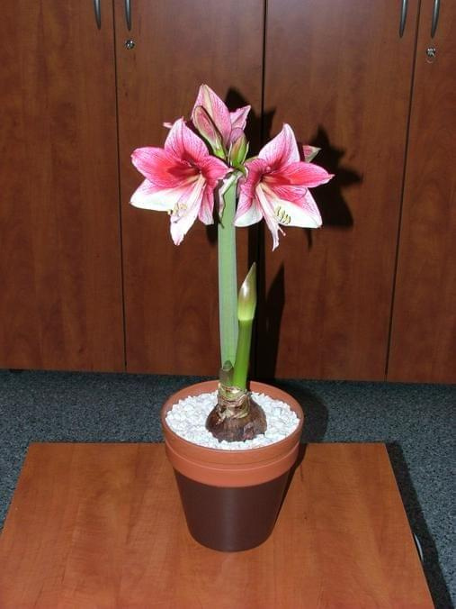 odmiana 'Tosca' - 21 grudnia 2009 #amarylis #Hippeastrum #hydroponika #Tosca