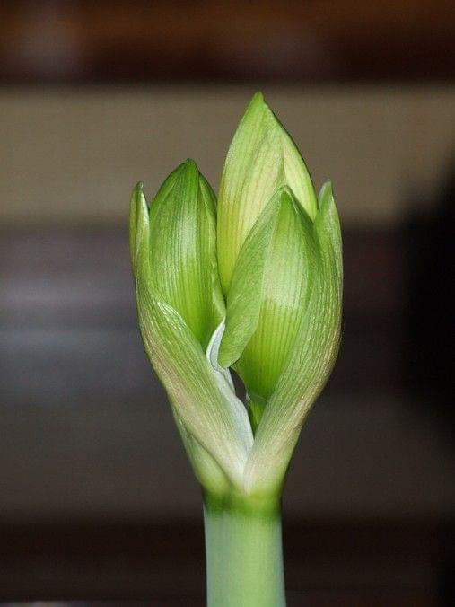 odmiana 'Nymph' - 20 grudnia 2009 #amarylis #Hippeastrum #hydroponika #Nymph