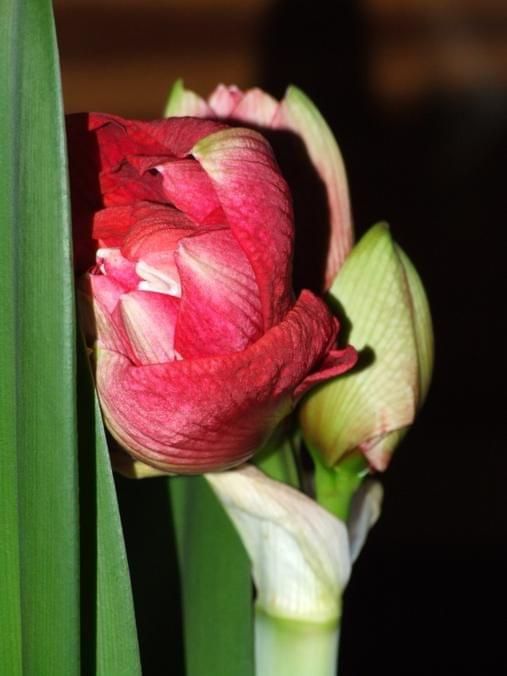 odmiana 'Cherry Nymph' - 24 grudnia 2009 #amarylis #Hippeastrum #hydroponika #CherryNymph