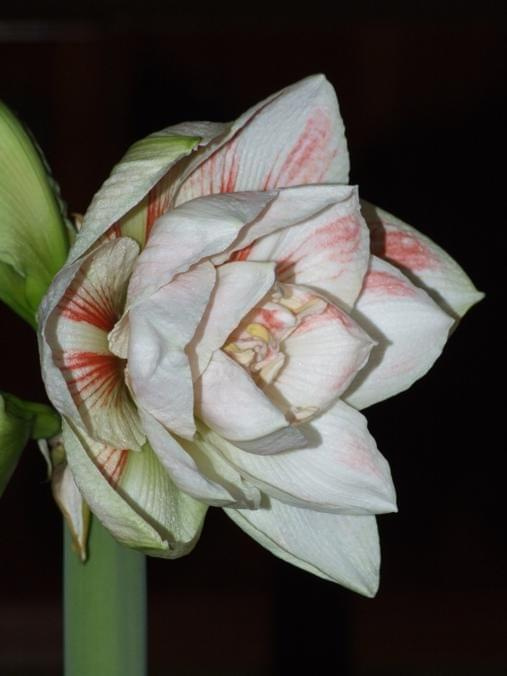 odmiana 'Nymph' - 25 grudnia 2009 #amarylis #Hippeastrum #hydroponika #Nymph