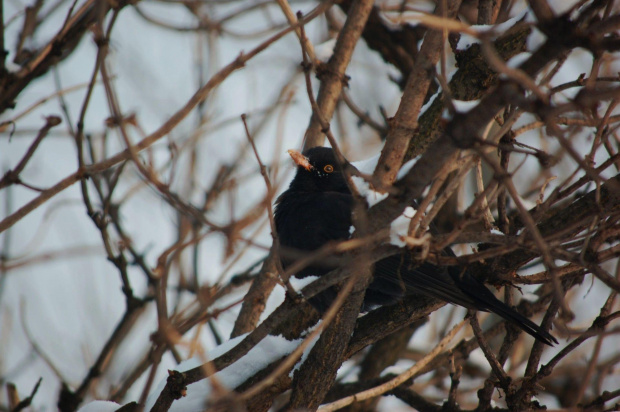 podglądnięty wśród gałęzi #ptak