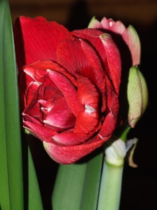 odmiana 'Cherry Nymph' - 25 grudnia 2009 #amarylis #Hippeastrum #hydroponika #CherryNymph