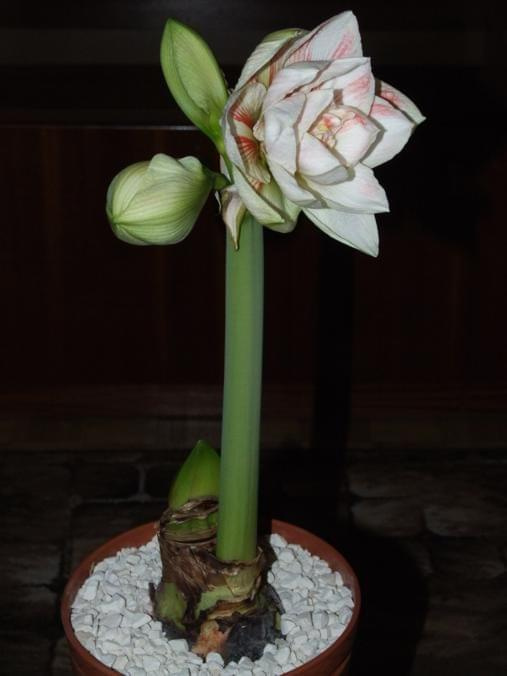 odmiana 'Nymph' - 25 grudnia 2009 #amarylis #Hippeastrum #hydroponika #Nymph