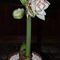 odmiana 'Nymph' - 25 grudnia 2009 #amarylis #Hippeastrum #hydroponika #Nymph