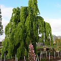 Cercidyphyllum f. pendulum