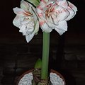 odmiana 'Nymph' - 26 grudnia 2009 #amarylis #Hippeastrum #hydroponika #Nymph