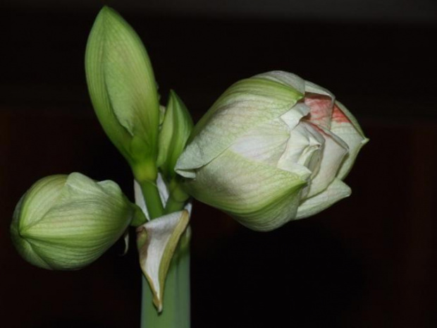 odmiana 'Nymph' - 24 grudnia 2009 #amarylis #Hippeastrum #hydroponika #Nymph