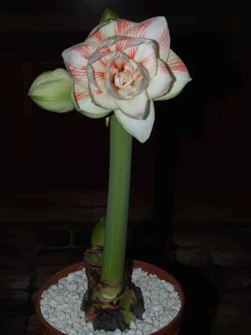 odmiana 'Nymph' - 25 grudnia 2009 #amarylis #Hippeastrum #hydroponika #Nymph