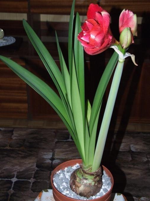 odmiana 'Cherry Nymph' - 25 grudnia 2009 #amarylis #Hippeastrum #hydroponika #CherryNymph