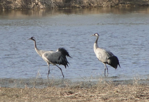 Żuraw zwyczajny - Grus grus . Data : 20.03.2011. Miejscowość : Piaski Wielkopolskie