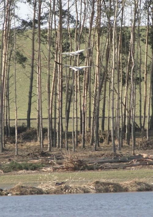 Żuraw zwyczajny - Grus grus . Data : 20.03.2011. Miejscowość : Piaski Wielkopolskie