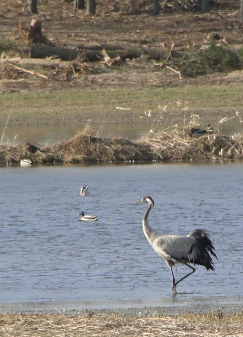 Żuraw zwyczajny - Grus grus . Data : 20.03.2011. Miejscowość : Piaski Wielkopolskie