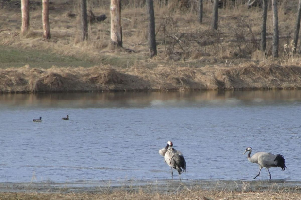 Żuraw zwyczajny - Grus grus . Data : 20.03.2011. Miejscowość : Piaski Wielkopolskie