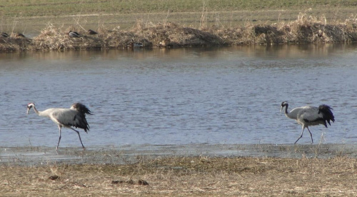 Żuraw zwyczajny - Grus grus . Data : 20.03.2011. Miejscowość : Piaski Wielkopolskie