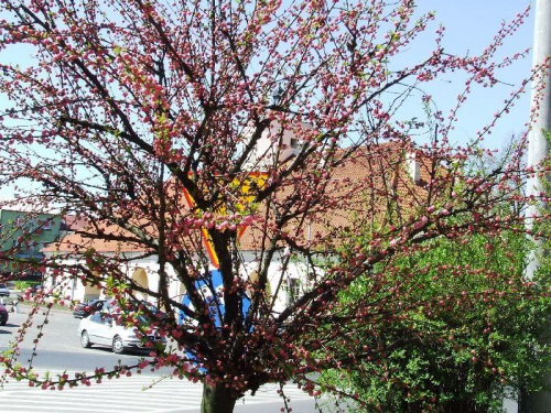 Ta wiosna, w 2009 r. pyszni się kolorami soczystej zieleni, kolorami kwiatów, błękitem nieba. #wiosna #Staszów