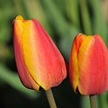 Czas tulipanów