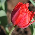 Czas tulipanów
