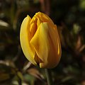 Czas tulipanów