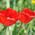 Czas tulipanów