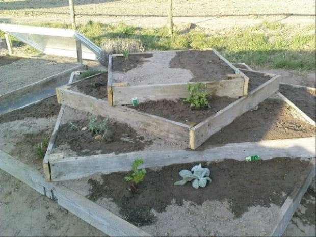 MOJE ZIOLA
na pierwszym planie szalwia i po lewej lubczyk, na trojkacie po lewej rozmaryn, na gorze melisa, z tylu majeranek i tymianek, na pustyc posiane nasionka rymianku, oregano, pietruszki, kopru, czaber, kolendra, nagietek