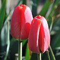 Czas tulipanów