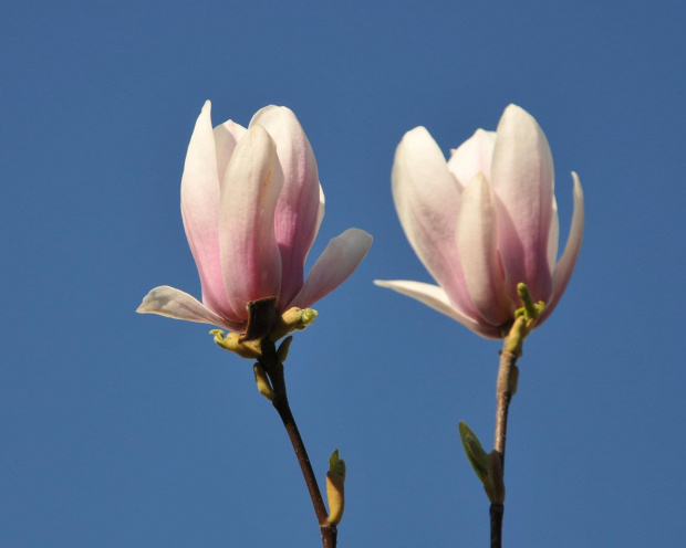 Magnolia rozkwitajaca