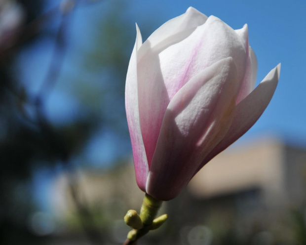 Magnolia rozkwitajaca