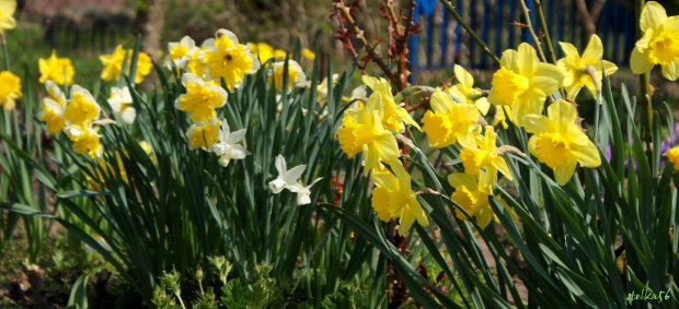 w ogródku ... #kwiaty #narcyze #żonkile #ogród #wiosna