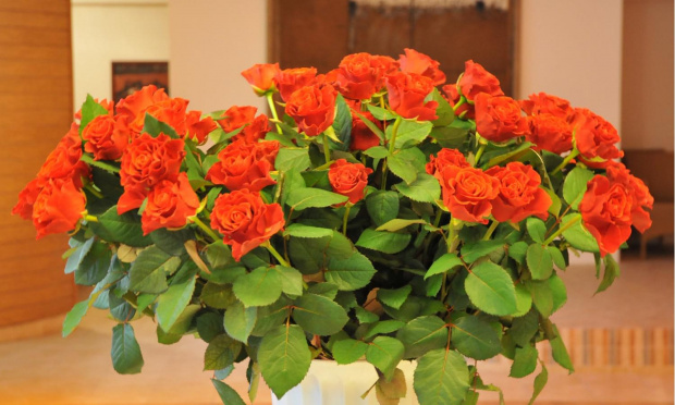 Jubileusz teściów - róże podarowane przez nas